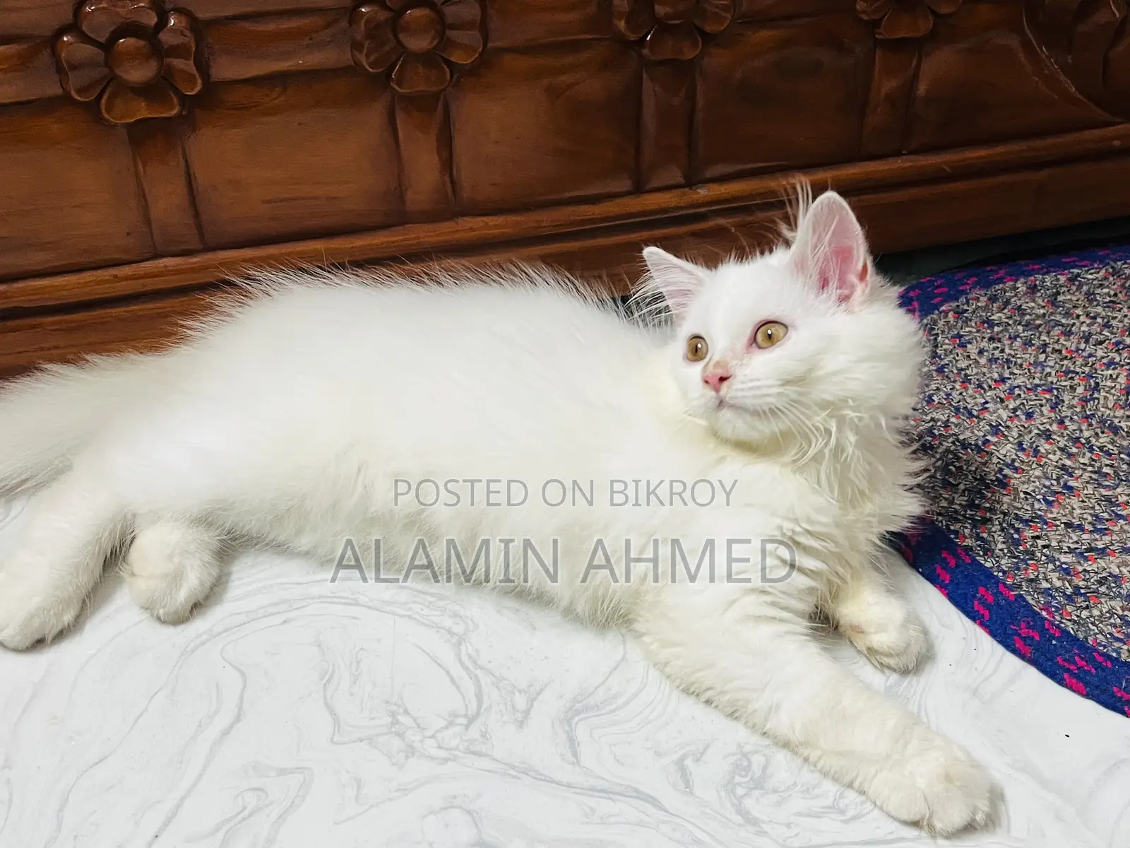 1-3 Months Male Purebred Persian