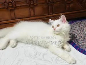 1-3 Months Male Purebred Persian
