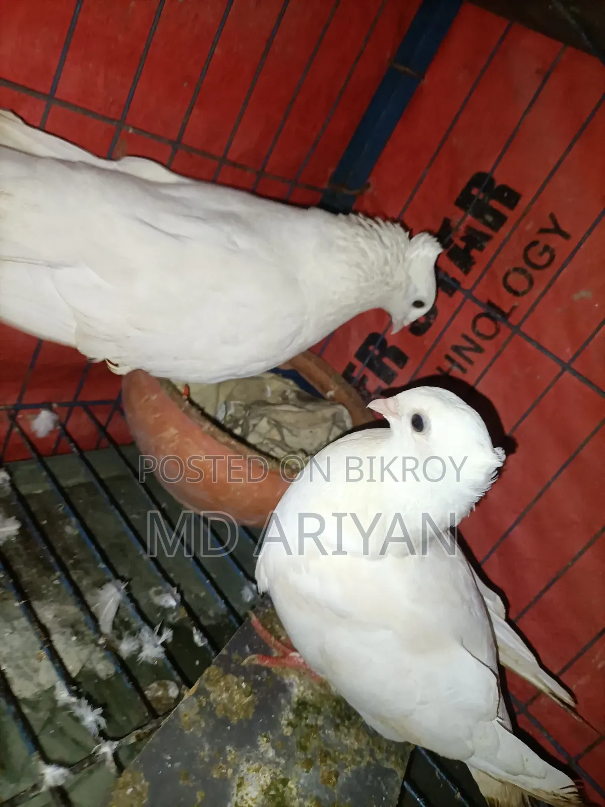 Two Pairs of Pigeons