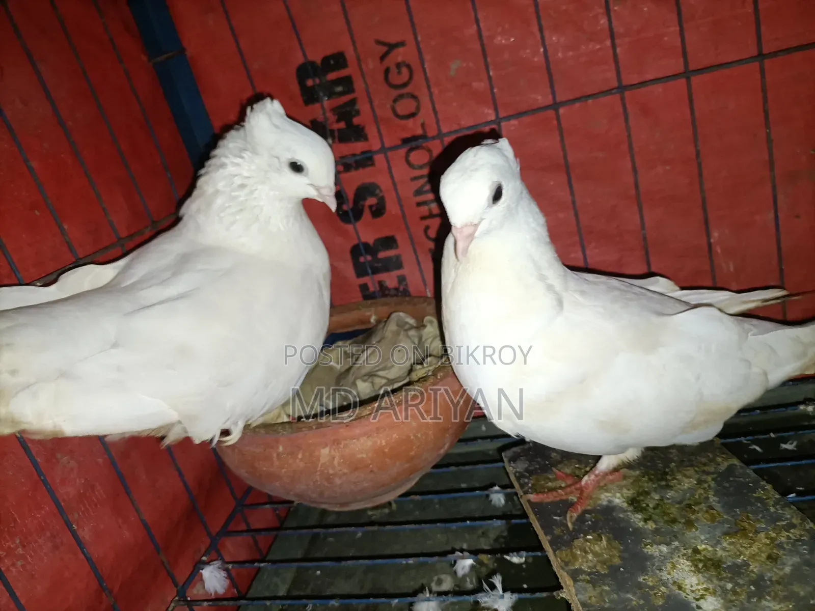 Two Pairs of Pigeons