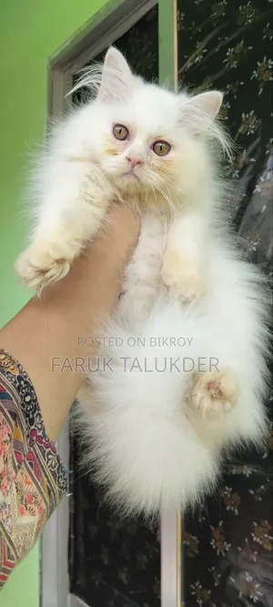 ১-৩ মাস বয়সী মেয়ে পার্সিয়ান বিড়াল