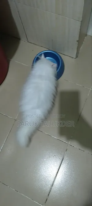 ১-৩ মাস বয়সী মেয়ে পার্সিয়ান বিড়াল