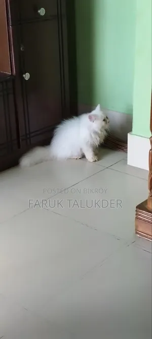 ১-৩ মাস বয়সী মেয়ে পার্সিয়ান বিড়াল