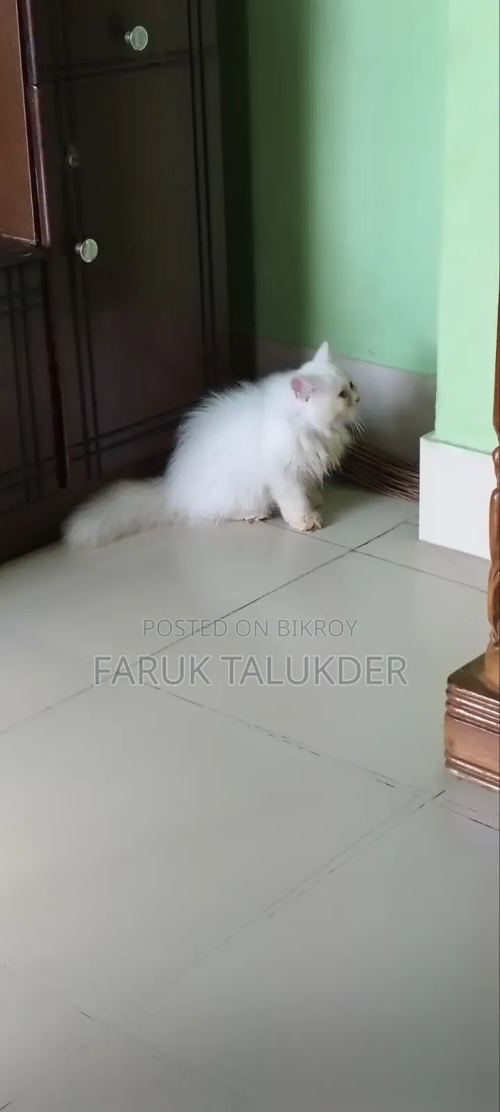 ১-৩ মাস বয়সী মেয়ে পার্সিয়ান বিড়াল