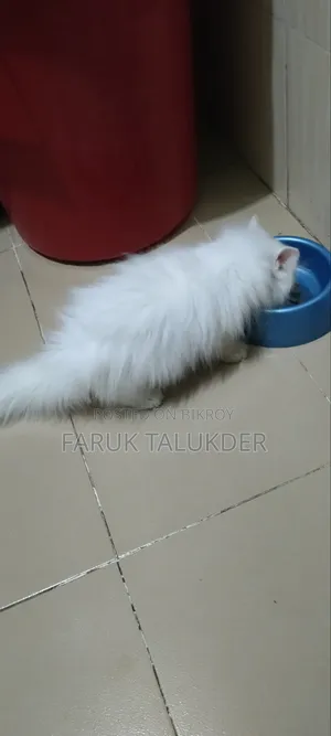 ১-৩ মাস বয়সী মেয়ে পার্সিয়ান বিড়াল