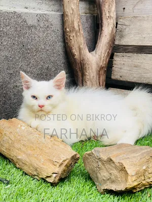 ১-৩ মাস বয়সী ছেলে পার্সিয়ান বিড়াল