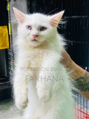 ১-৩ মাস বয়সী ছেলে পার্সিয়ান বিড়াল