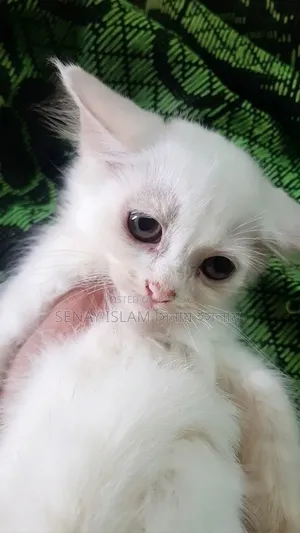 1-3 months Female Purebred Persian