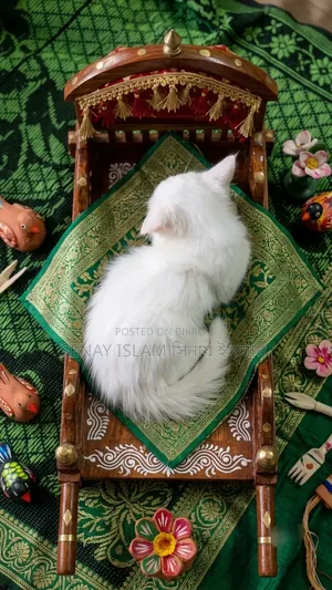 1-3 months Female Purebred Persian
