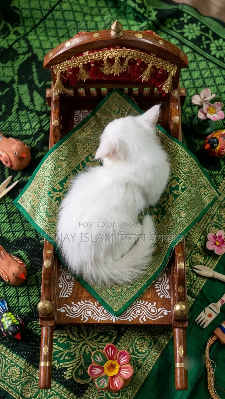 1-3 months Female Purebred Persian