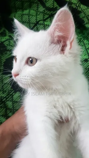 1-3 months Female Purebred Persian