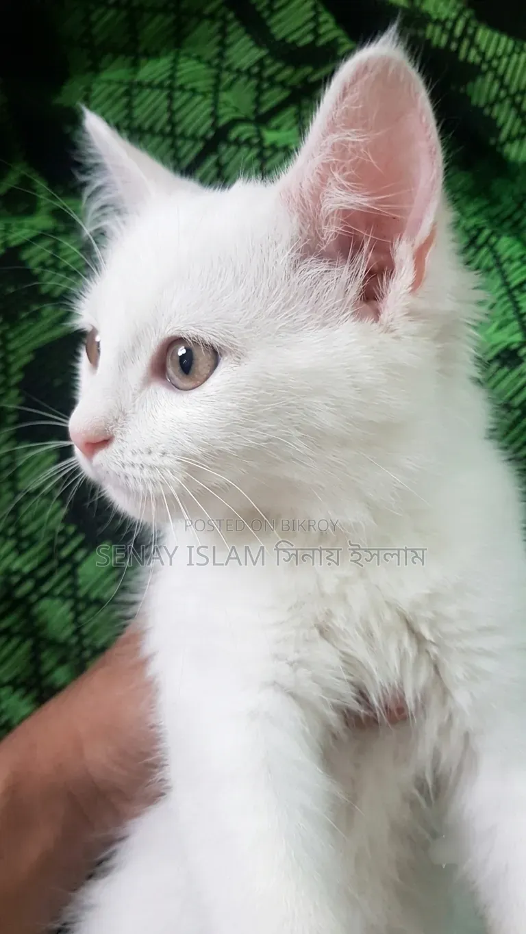 1-3 months Female Purebred Persian