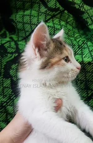 1-3 months Female Purebred Persian