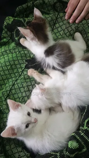 1-3 months Female Purebred Persian