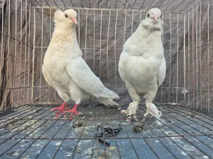 Pair of Pigeons