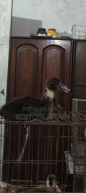 Designer Breed Muscovy X Whistling Duck