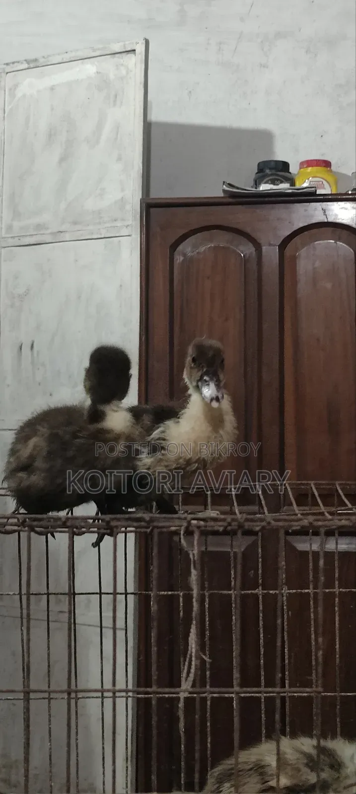 Designer Breed Muscovy X Whistling Duck
