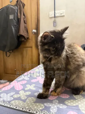 6-12 Months Female Mixed Breed Persian