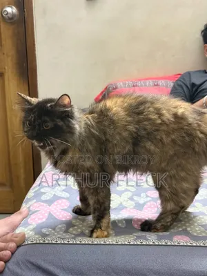 6-12 Months Female Mixed Breed Persian