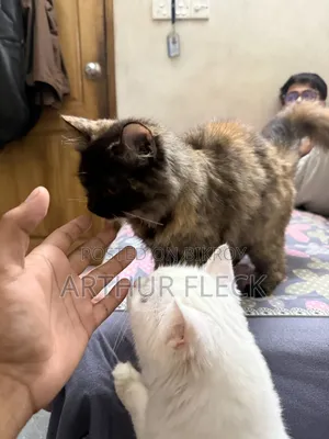 6-12 Months Female Mixed Breed Persian