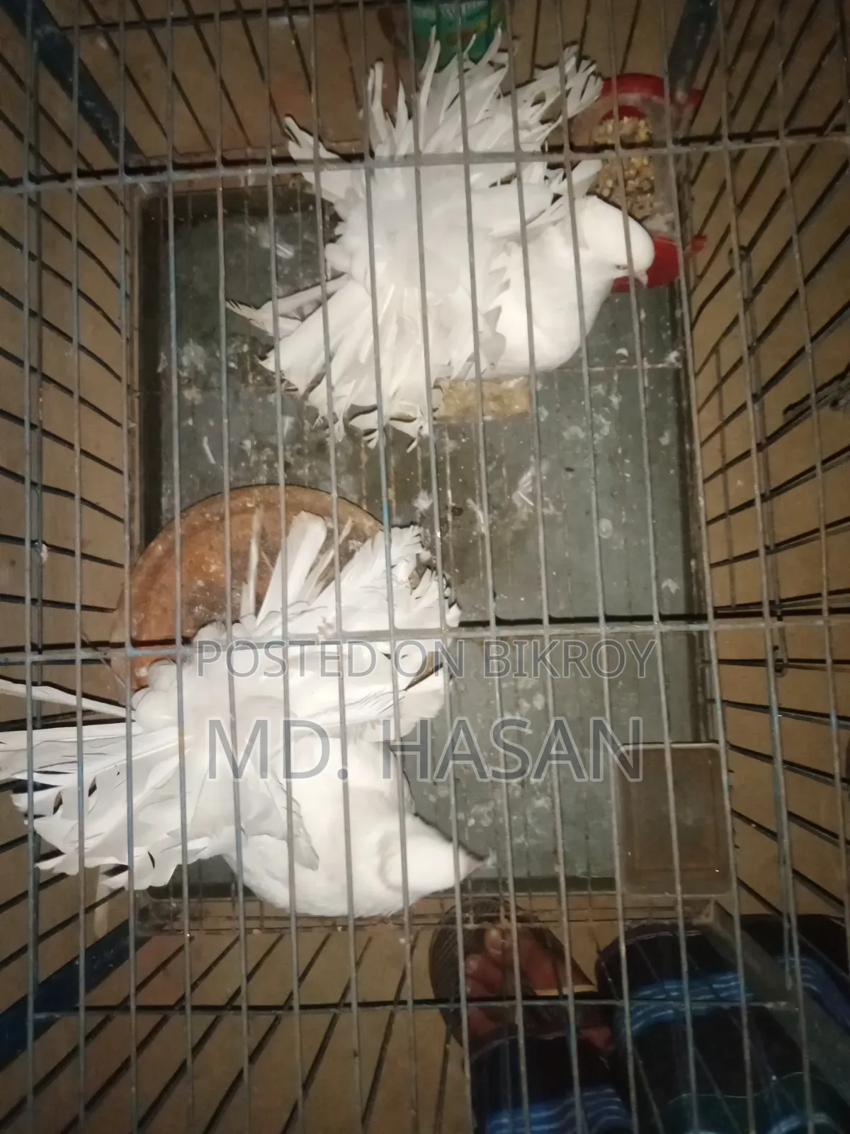 Lakha Pigeon