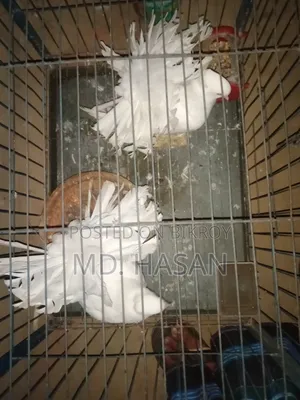 Lakha Pigeon