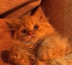 1-3 Months Female Purebred Persian