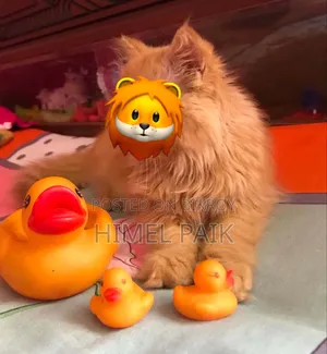 1-3 Months Female Purebred Persian
