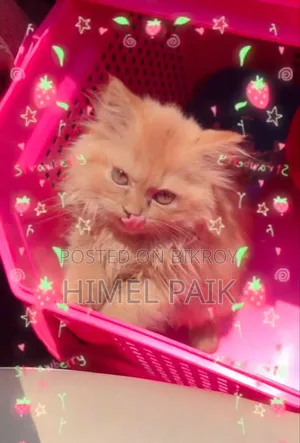 1-3 Months Female Purebred Persian