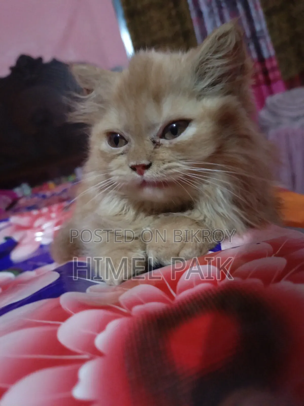 1-3 Months Female Purebred Persian