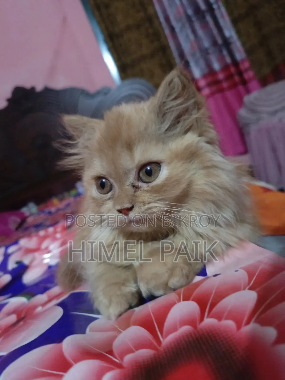 1-3 Months Female Purebred Persian