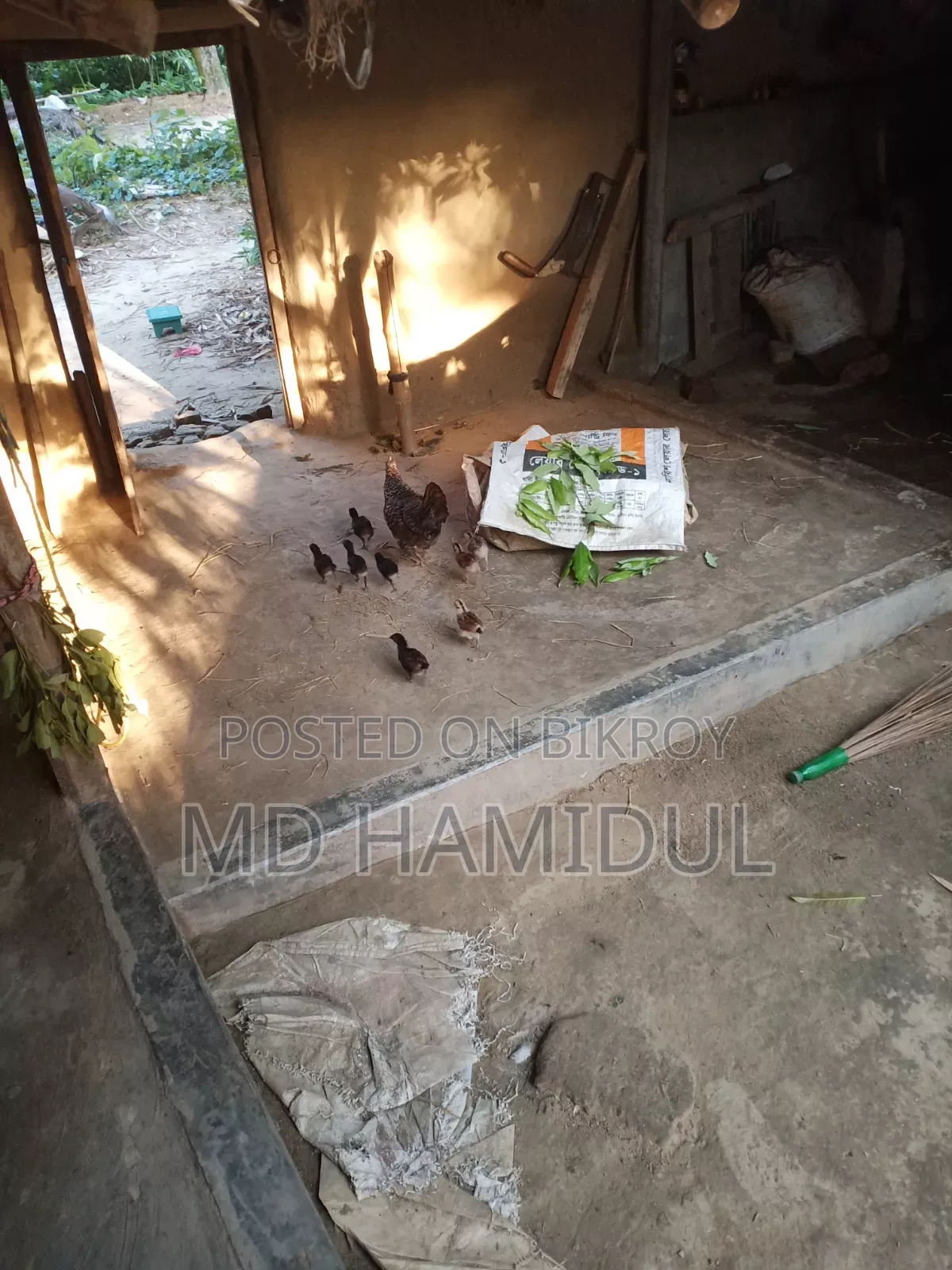 Desi Chicken Chicks