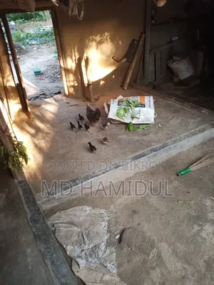 Desi Chicken Chicks
