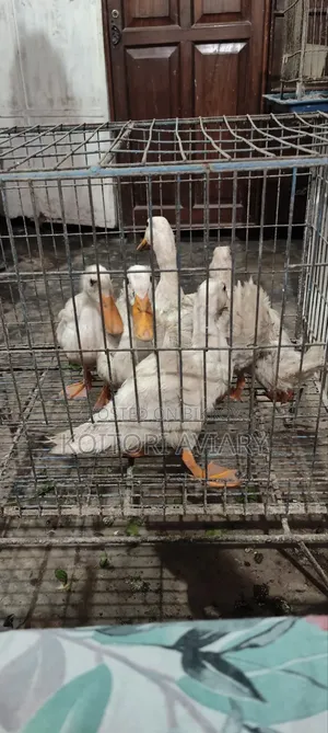 White Campbell Duckling
