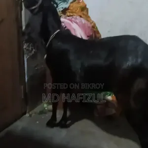 Pakistani Goat