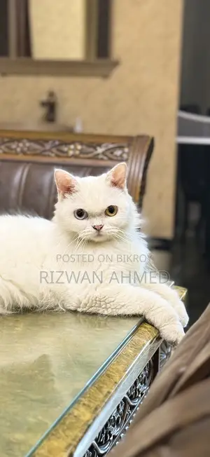 1+ Year Female Purebred Persian