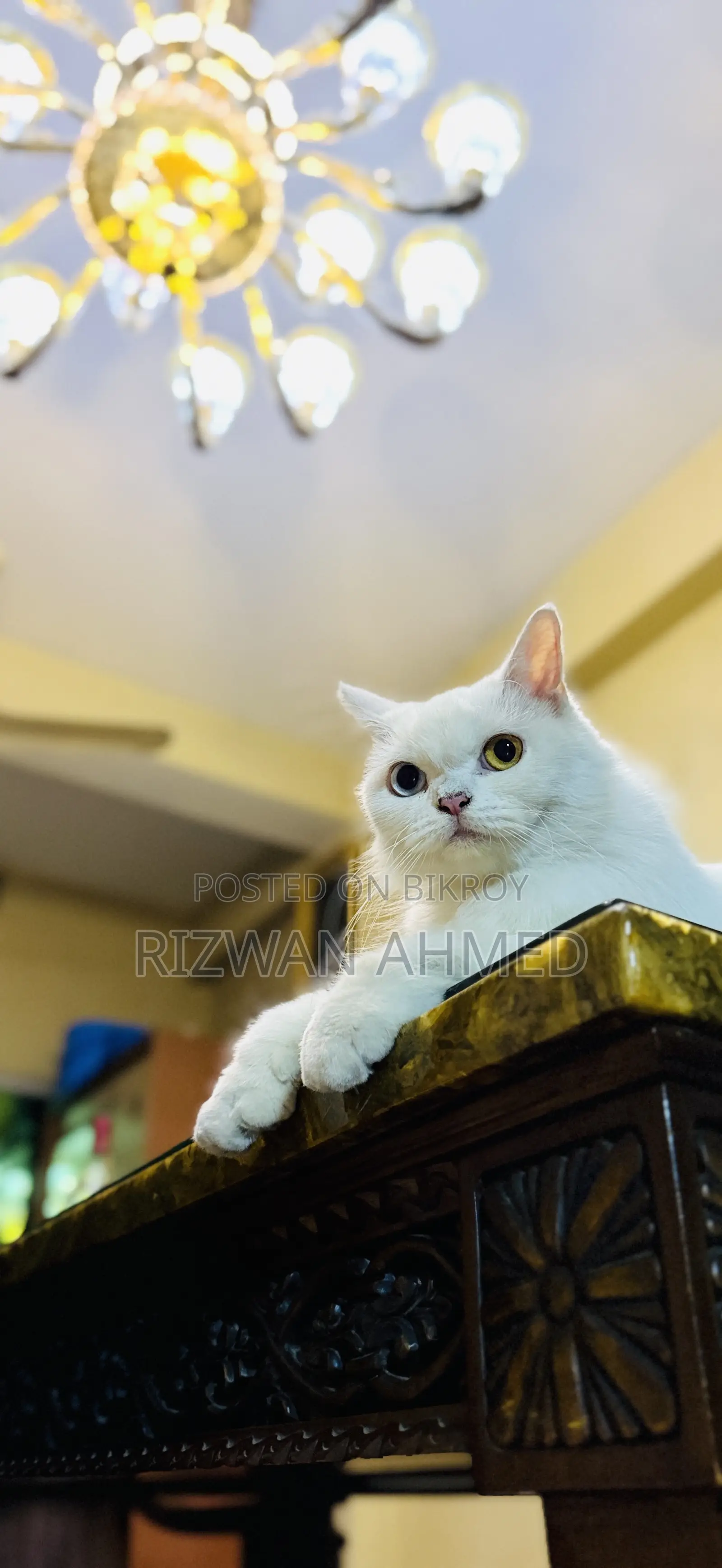 1+ Year Female Purebred Persian