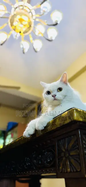 1+ Year Female Purebred Persian