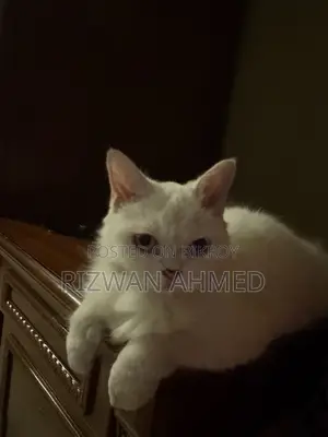 1+ Year Female Purebred Persian