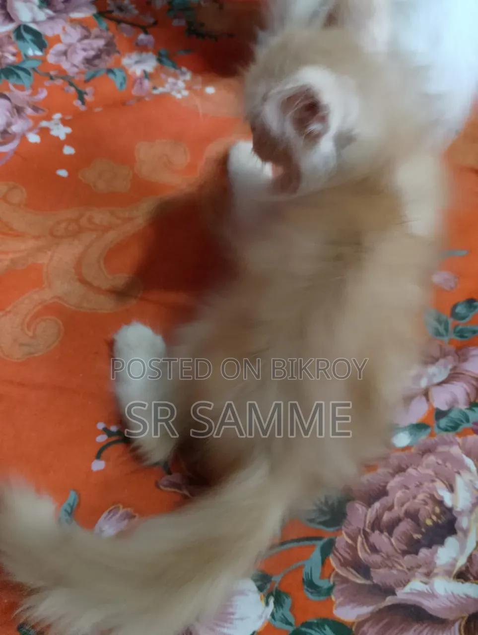 1-3 Months Male Purebred Persian