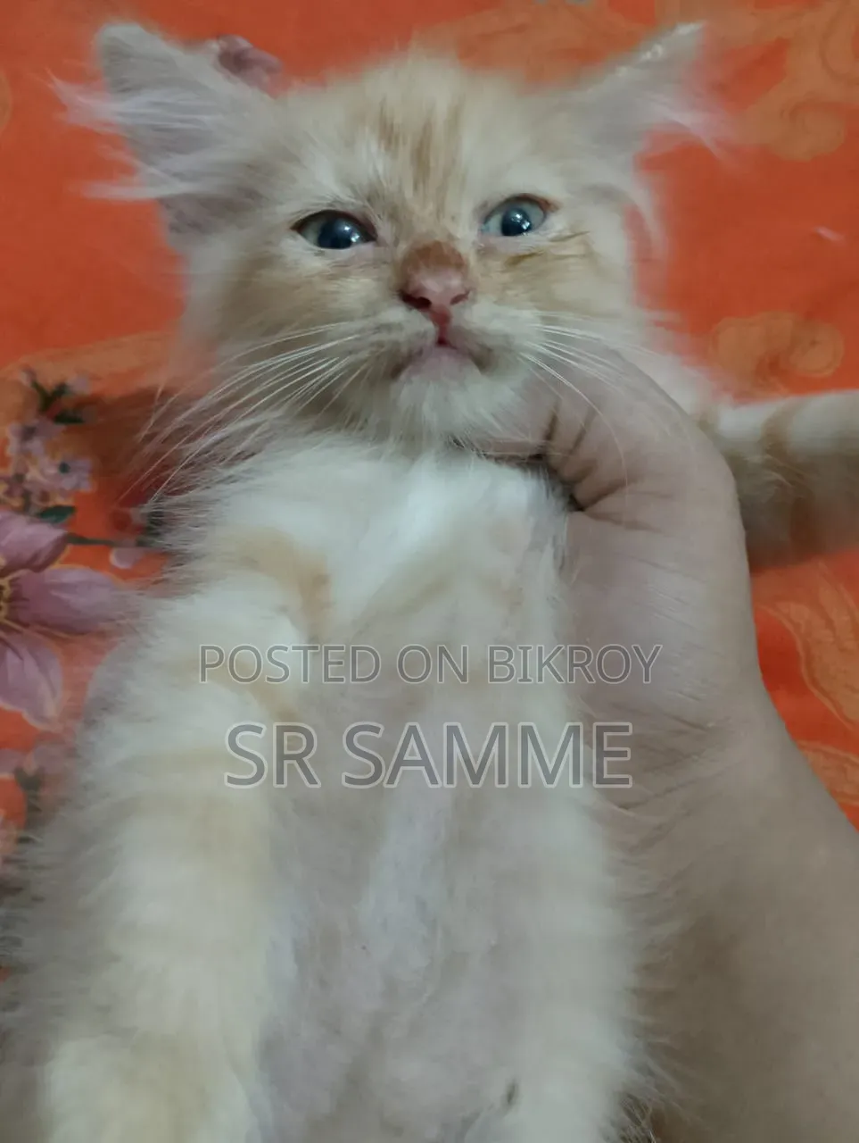 1-3 Months Male Purebred Persian