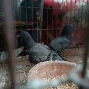 A pair of Jalali pigeons for sale.