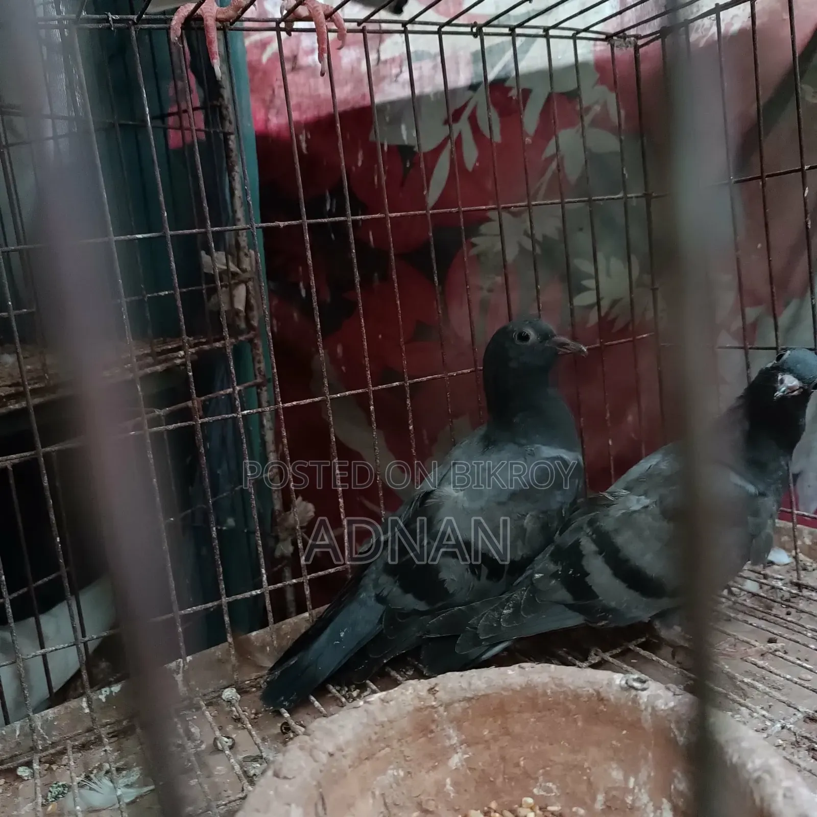 A pair of Jalali pigeons for sale.