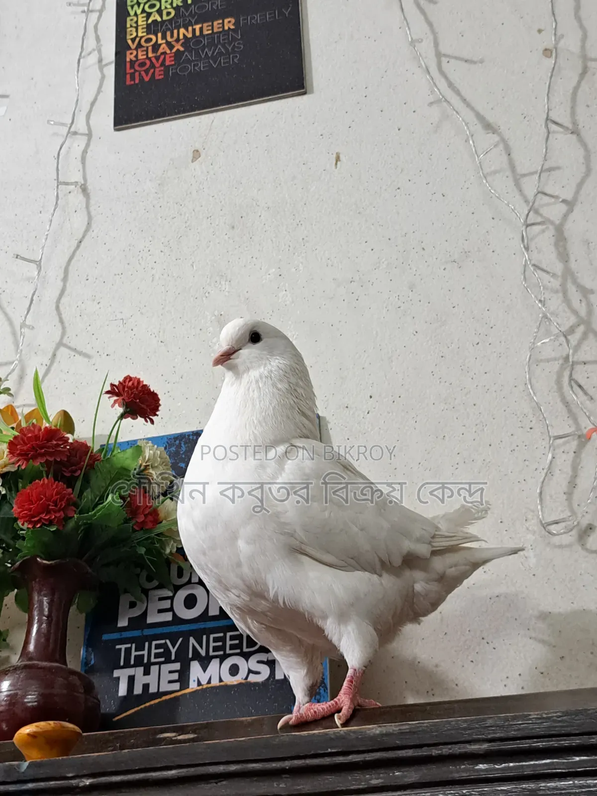 One piece running Show King female pigeon for sale.