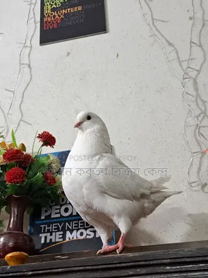 One piece running Show King female pigeon for sale.