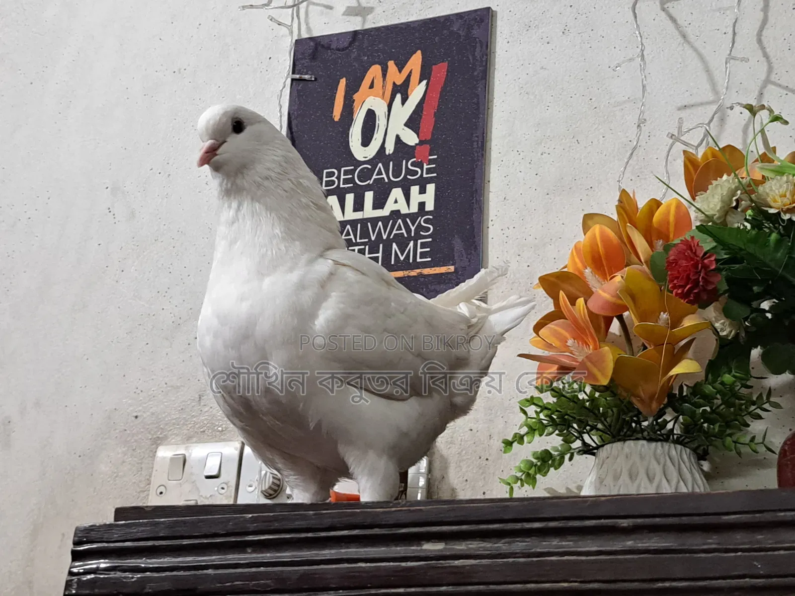 One piece running Show King female pigeon for sale.