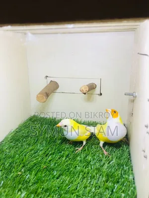 Goldian Finch