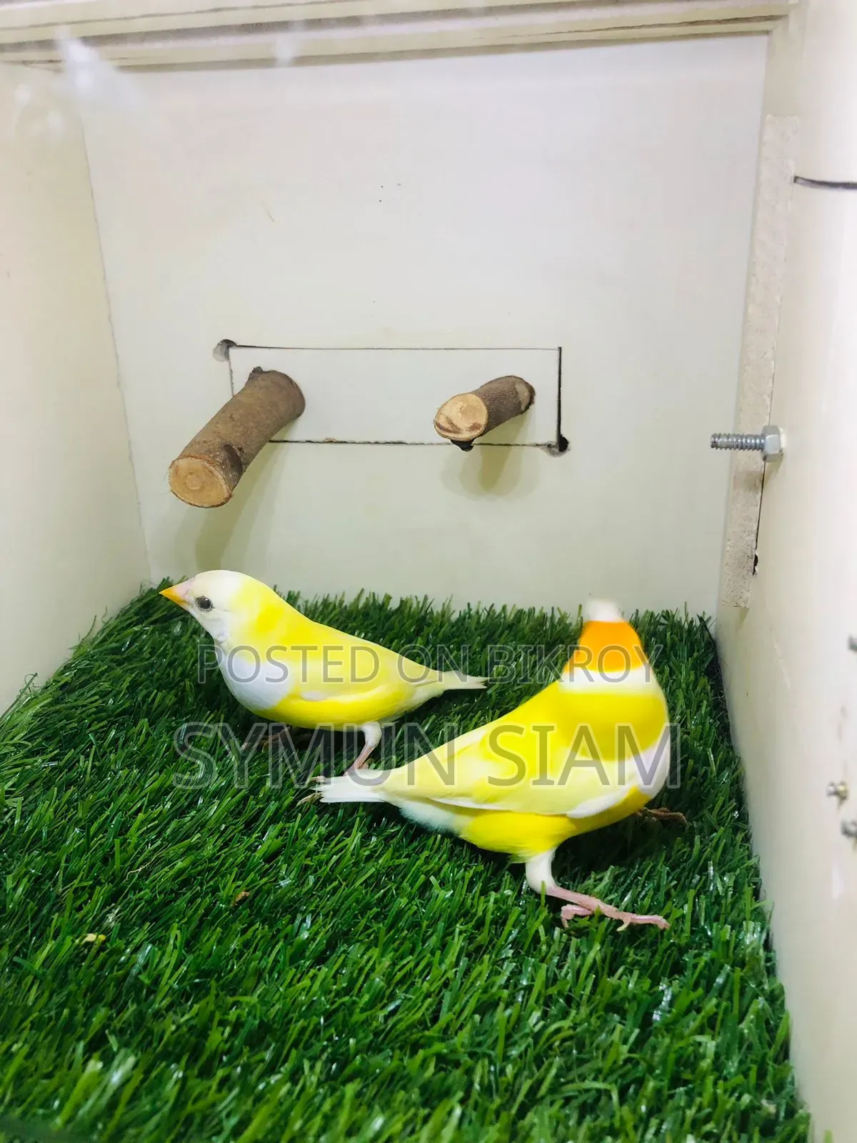 Goldian Finch