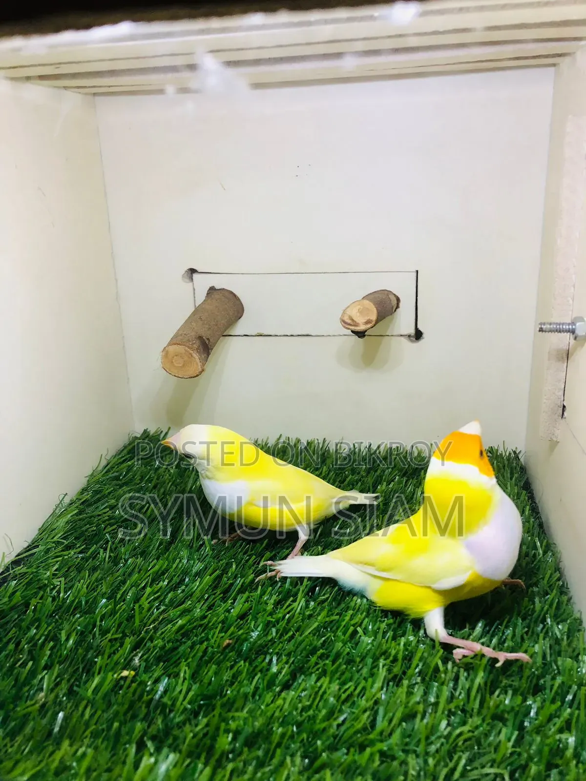 Goldian Finch
