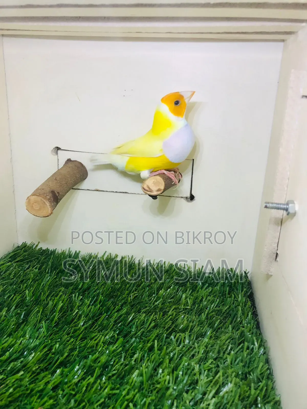 Goldian Finch
